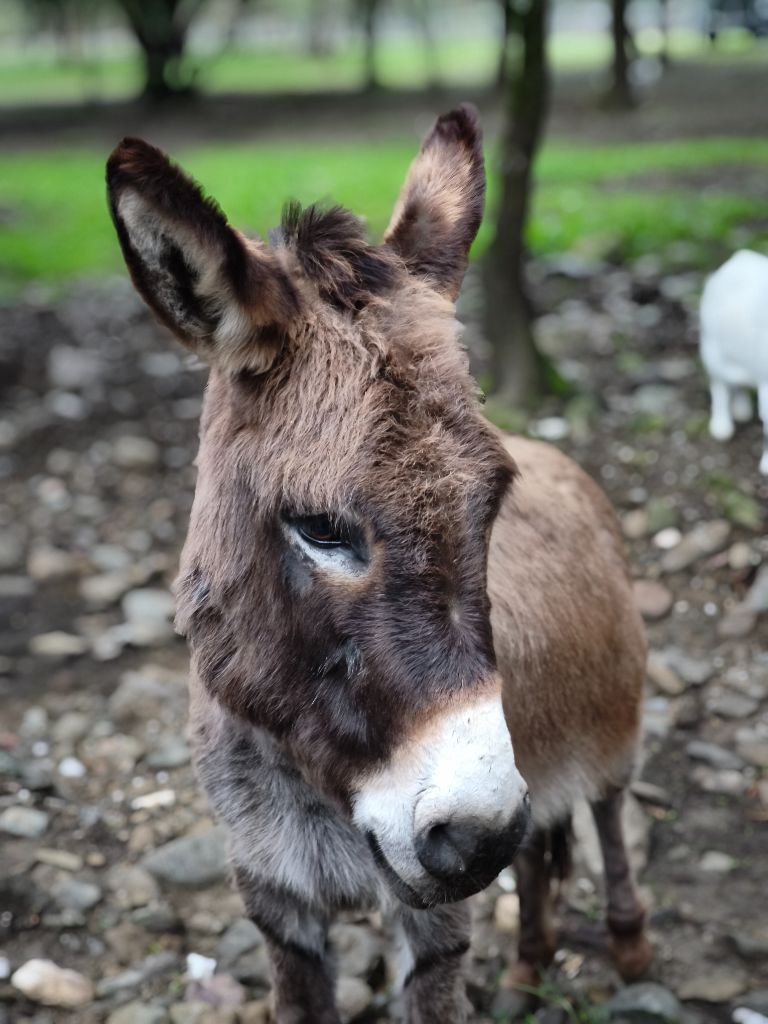 Nos ânes à L'Attrape-Rêves
