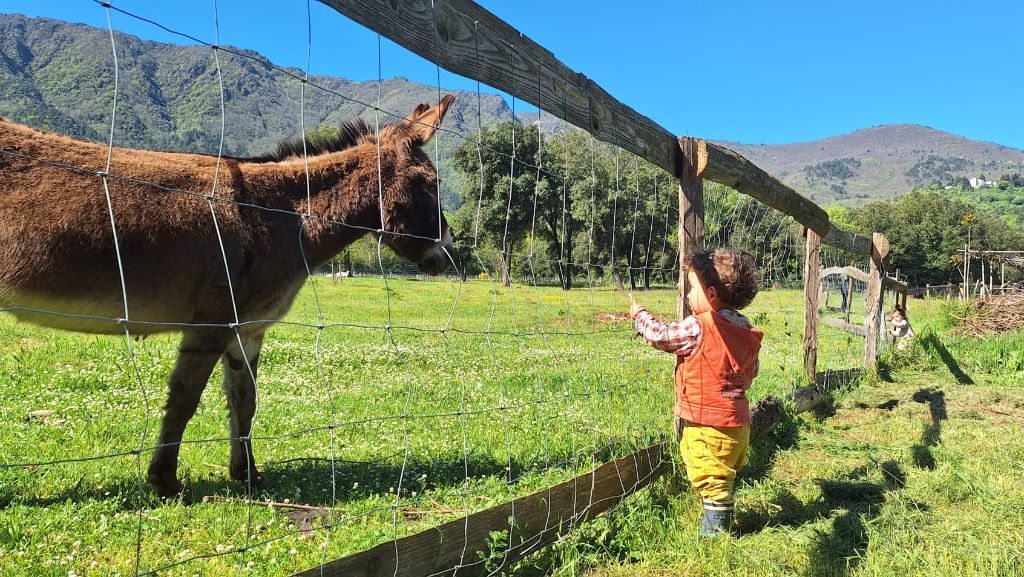 Découverte des ânes au bord du Chassezac