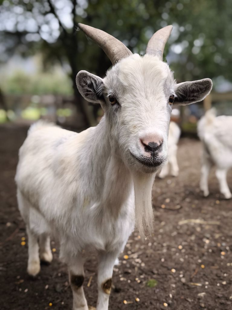 Nos chèvres à L'Attrape-Rêves
