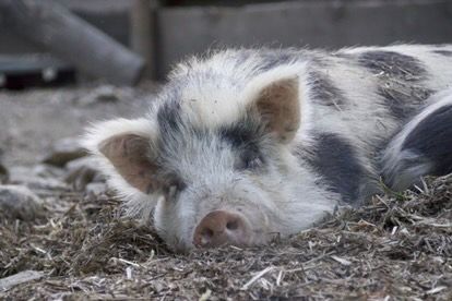 Nos cochons à L'Attrape-Rêves