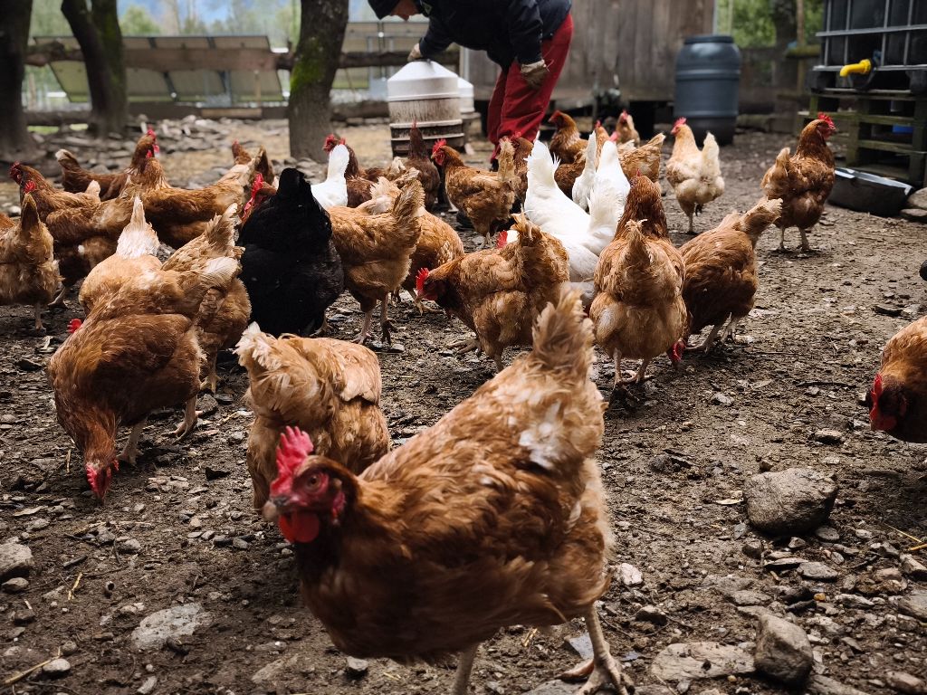 Nos poules à L'Attrape-Rêves